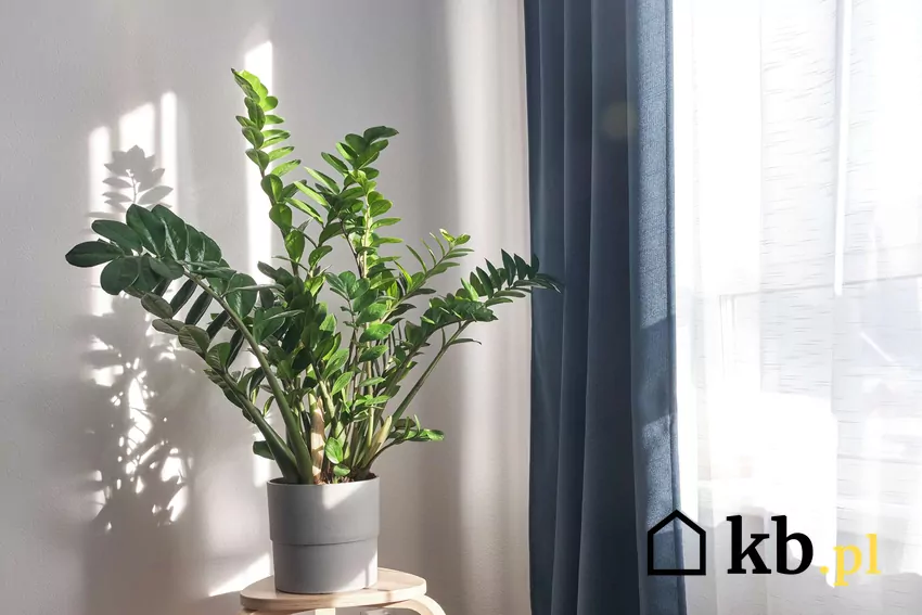 Zamiokulkas zamiolistny wypuszcza nowe liście, jeśli jest odpowiednio odżywiony Zamiokulkas zamiolistny w doniczce przy oknie