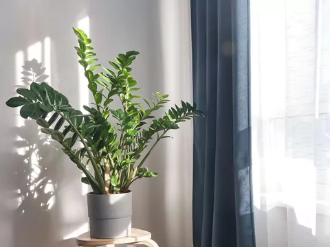 Odżywka białkowa do zamiokulkasa