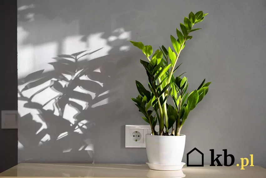 Zamiokulkas potrzebuje na zimę dodatkowego wzmocnienia Zamiokulkas zamiolistny w doniczce