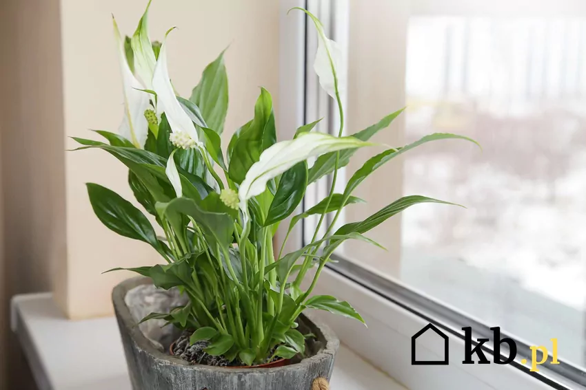 Skrzydłokwiat na parapecie