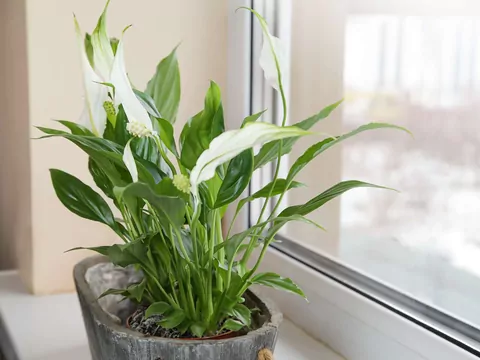 Sposób na marniejącego skrzydłokwiata