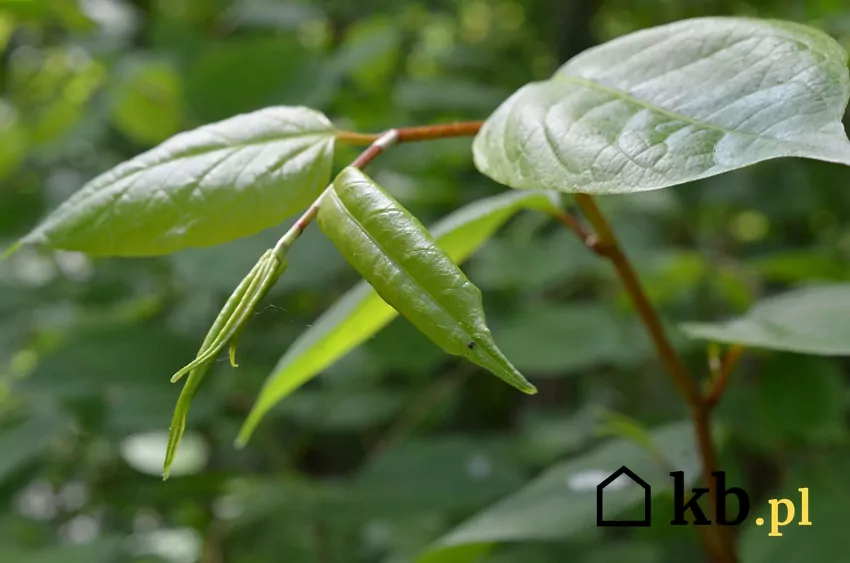 Liście rdestowca japońskiego