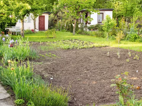 Zakazane rośliny w ogrodzie