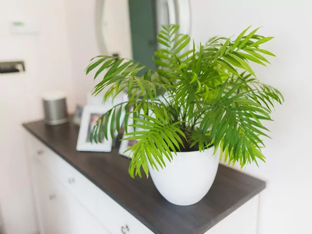 Rośliny doniczkowe oczyszczające powietrze