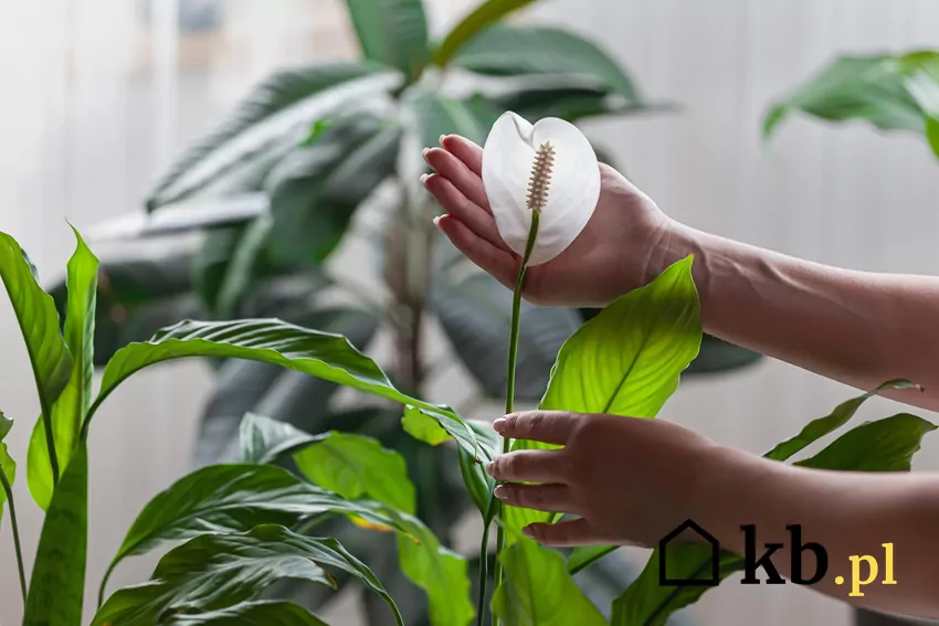 Skrzydłokwiat, biały kwiat w dłoni