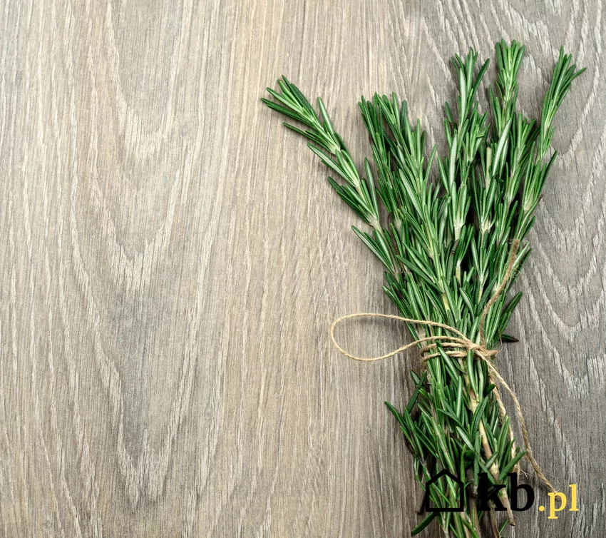 Liście rozmarynu zawierają olejki eteryczne o działaniu antybakteryjnym i łagodnie przeciwgrzybiczym Rozmaryna na stole