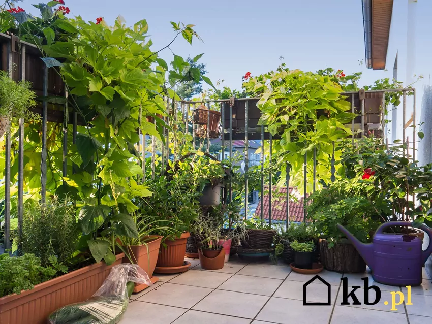 Balkon pełen kwiatów doniczkowych