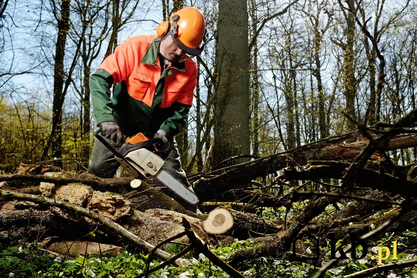 Pozostałości po wyrobieniu sortymentów użytkowych mogą być pozyskane samowyrobem Najtańsze drewno pochodzi z wyrobu własnym kosztem w leśnictwie
