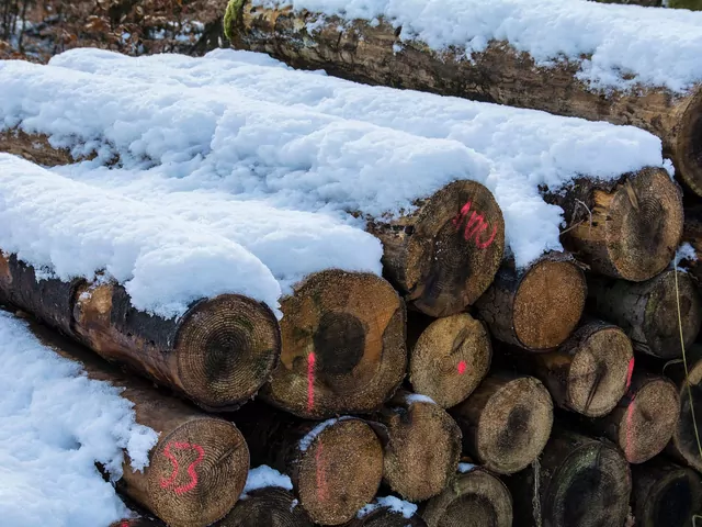 Ile kosztuje metr sześcienny drewna?