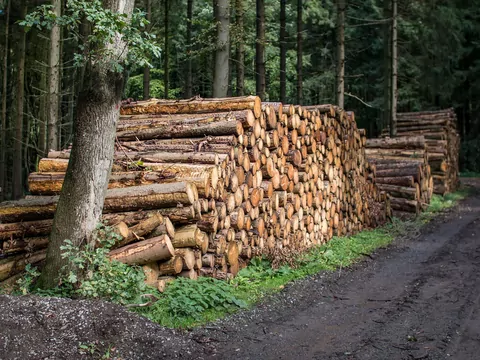 Ile waży metr sześcienny drewna?
