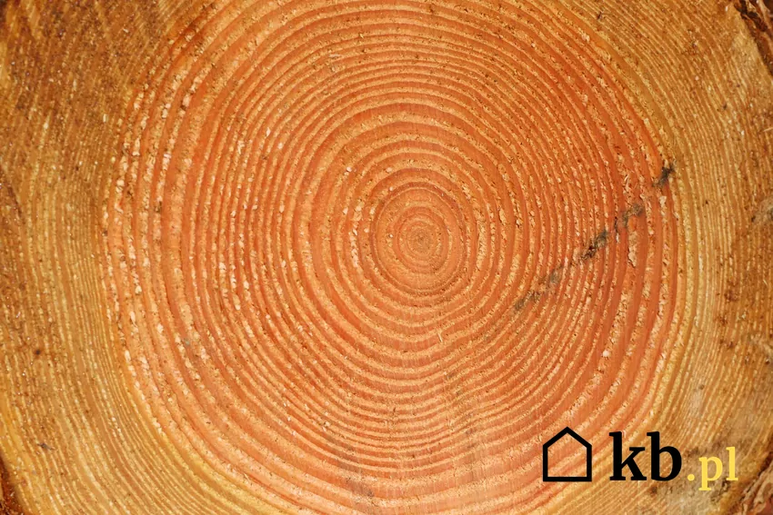Wąskie pierścienie rocznych przyrostów świadczą o dużej gęstości drewna w tej części pnia