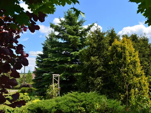 Palenie drewnem wyciętym z ogrodu