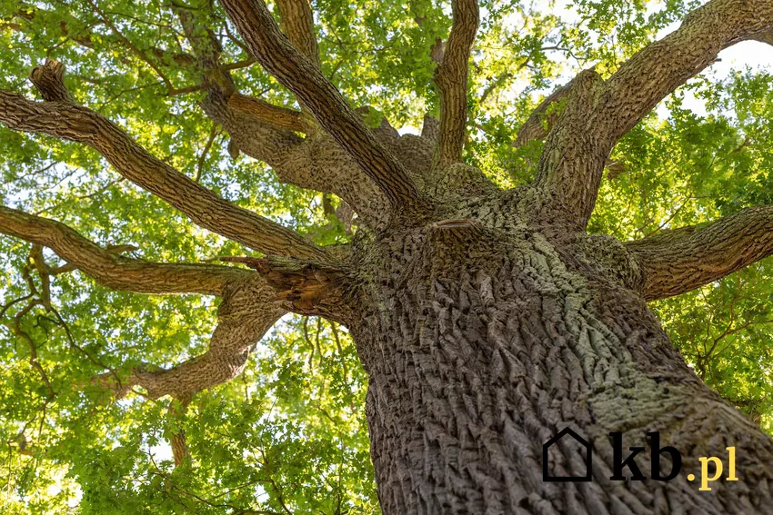 Drewno dębowe uchodzi za jedno z najlepszych do palenia w kominku Wysoka wartość opałowa drewna dębowego idzie w parze z długim sezonowaniem
