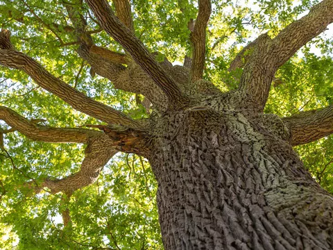 Różne rodzaje drewna w jednym paleniu