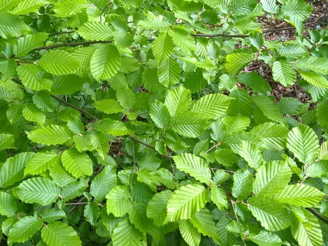 Drewno z własnego ogrodu