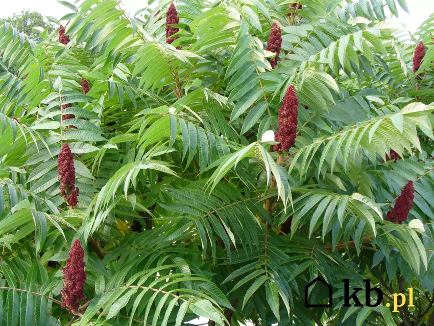 Sumak octowiec, zwany "Zemstą Sąsiada". Przypadek? sumak octowiec