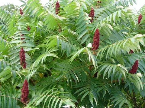 Inwazyjna roślina na ogrodzeniu