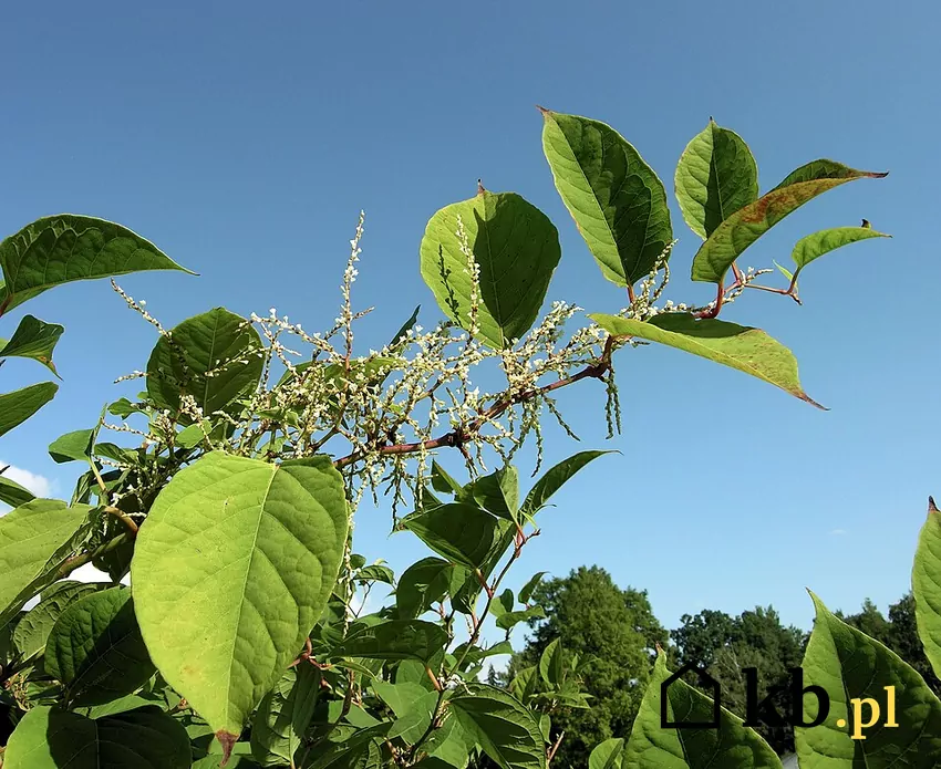 Sąsiad zasadził rdestowiec? Zachowaj czujność! rdestowiec