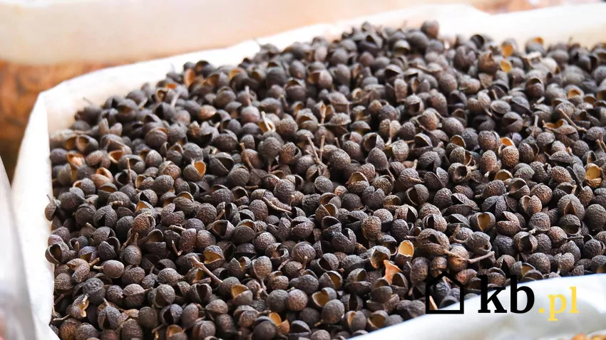 Łuski gryki w worku