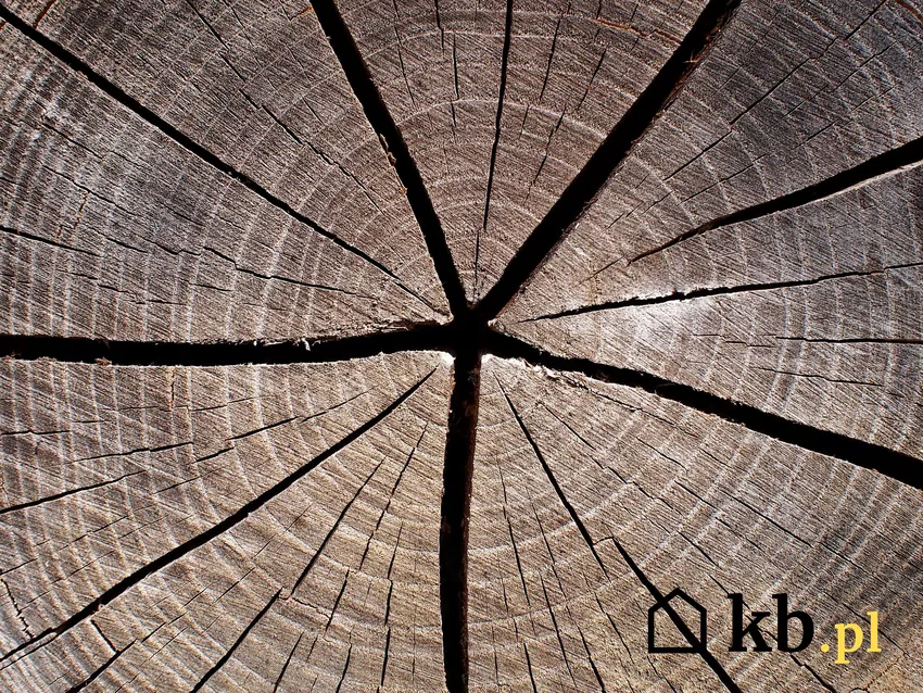 Odparowanie wody z mokrego drewna powoduje jego kurczenie i pękanie