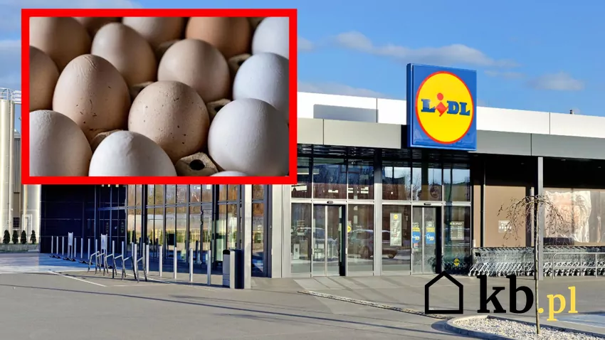 Pod lupę dziennikarzy trafiły między innymi jajka marki własnej Złota Nioska Lidl i jajka