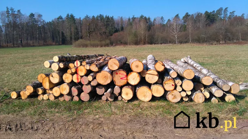 Drewno brzozowe doskonale nadaje się do spalania w kominku Sortyment S2A to wałki proste i bez zgnilizny miękkiej