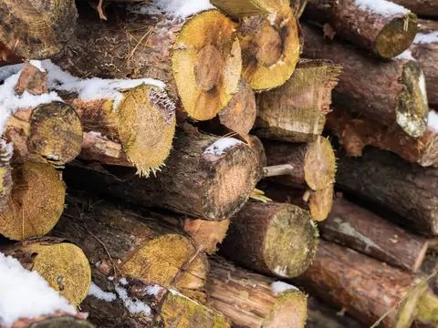 Ceny drewna opałowego luty 2026