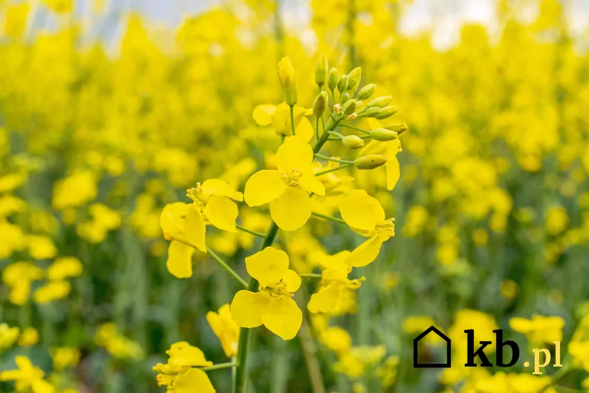 Rzepak ma wiele zastosowań, m.in. jako biopaliwo rzepak