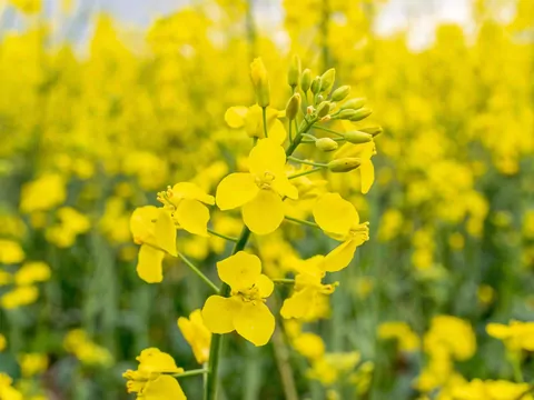 Rzepak jako alternatywa dla pelletu