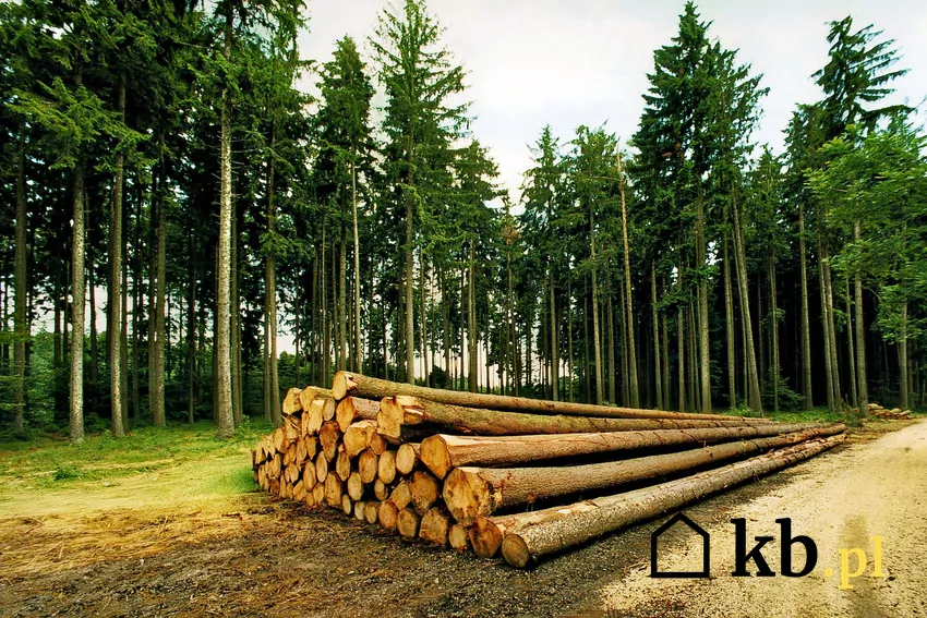 Certyfikacja ma zapobiec pozyskiwaniu drewna na opał