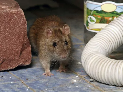 Śmieci w toalecie grożą awarią