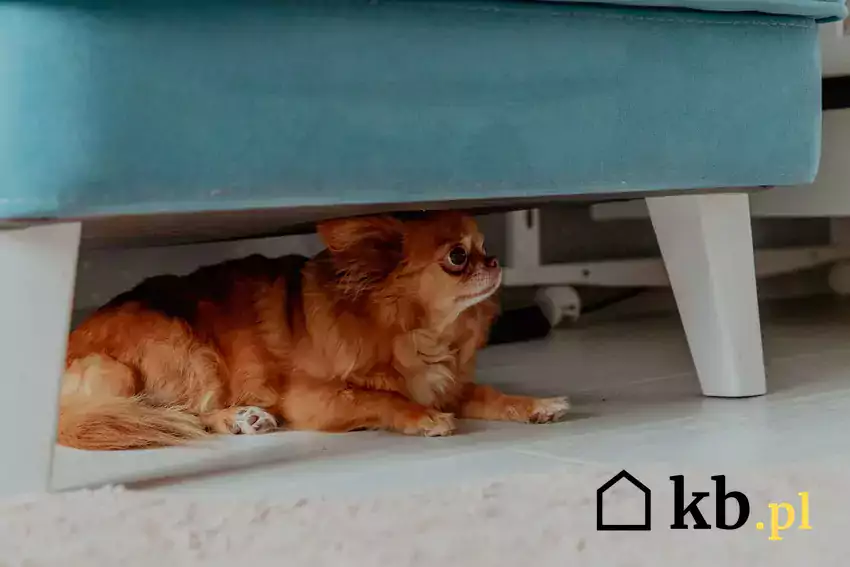 Przestraszony pies pod fotelem