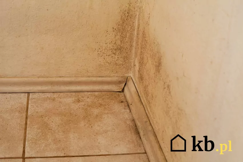 wilgoć nad podłogą