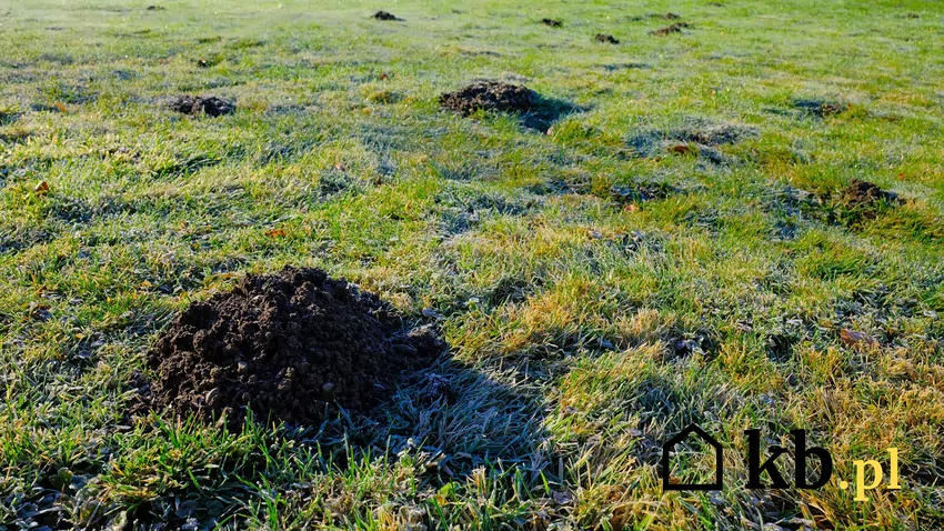 trawnik po zimie