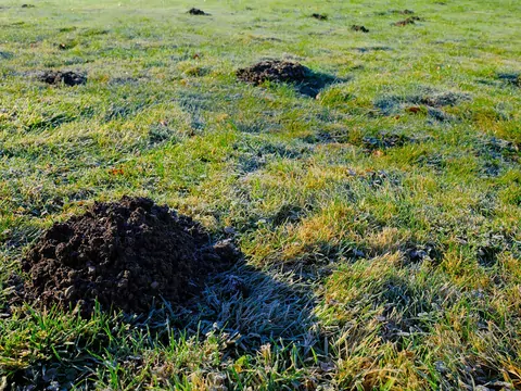 Pielęgnacja trawnika po zimie