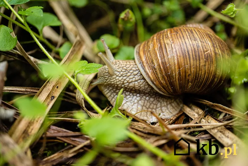 Wiosna to nie tylko początek sezonu dla roślin, ale również ożywione działanie szkodników Delikatne, młode pędy są łatwym łupem ślimaków