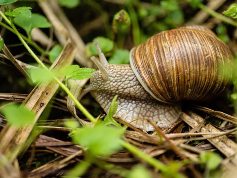 Jak chronić ogród przed wiosennymi szkodnikami i chorobami?