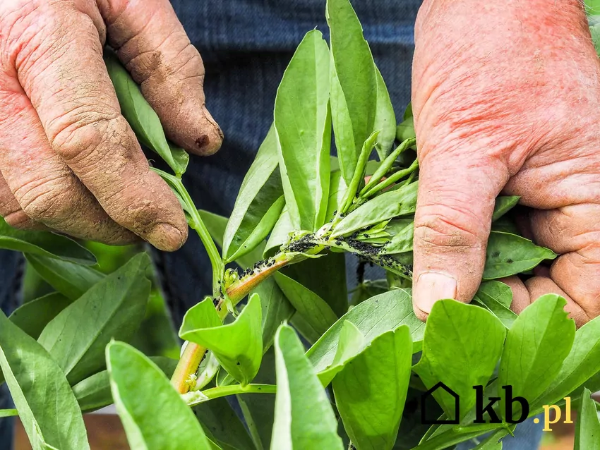 Regularna kontrola roślin pozwala na wczesne zauważenie zagrożenia Szkodniki często kryją się na spodniej stronie liści