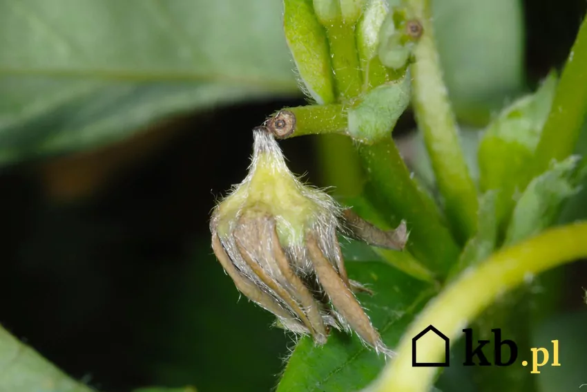 Objawem występowania szkodników mogą być zwiędłe pąki Kontrola pęków pozwala na wykrycie zagrożenia ze strony szkodników