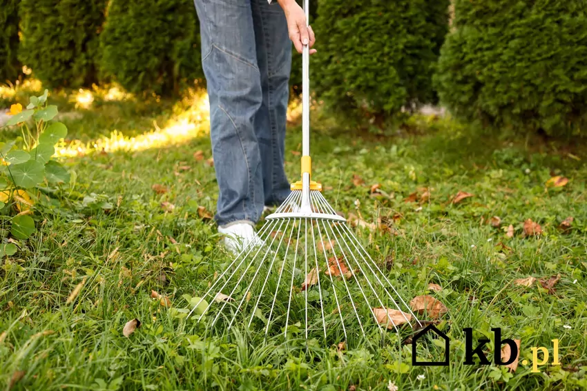 grabienie liści z trawnika