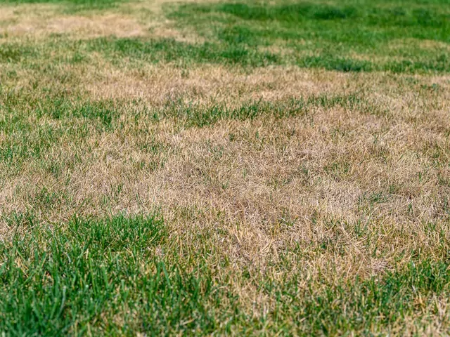 Marna kondycja trawnika po zimie