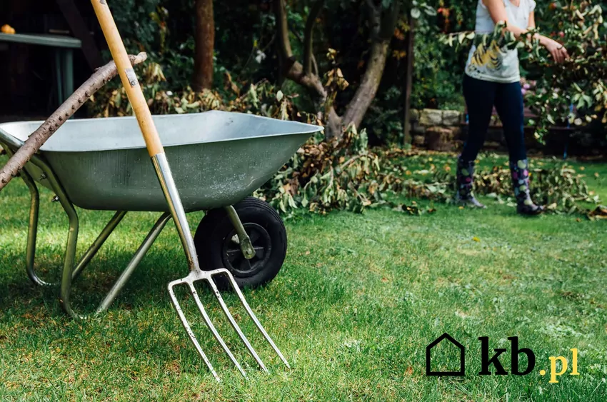 Kury na zielonej trawie