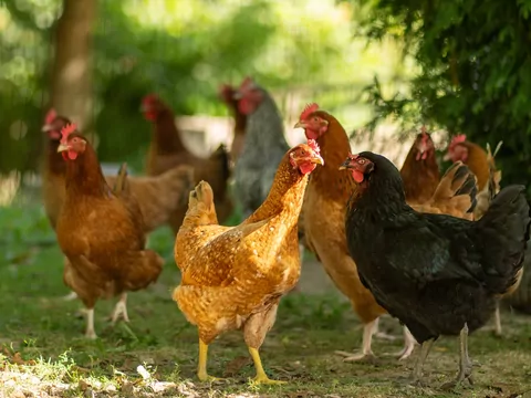 Naturalny sposób na slimaki i kleszcze