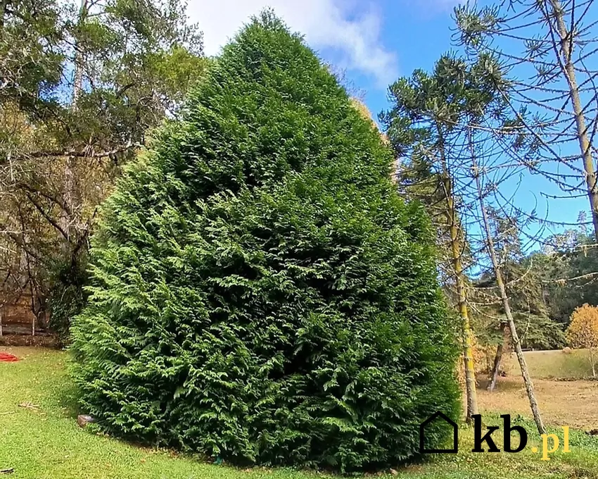 Tuje potrafią robić wrażenie tuje