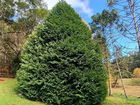 Dlaczego tuje po zimie brązowieją?