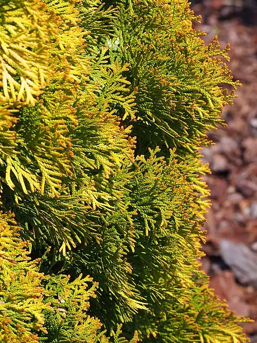 Dlaczego tuje brązowieją? tuje