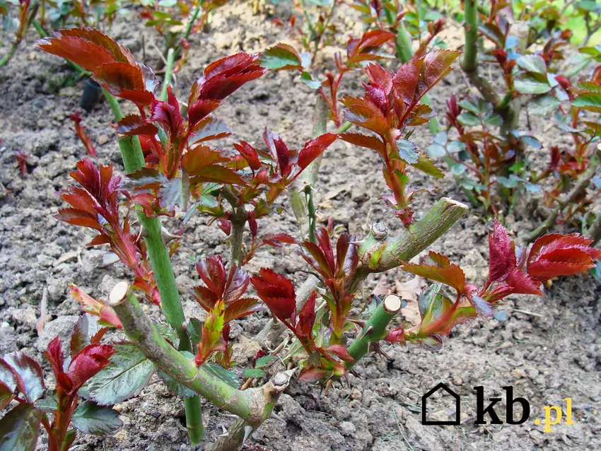 Róże są krzewami bardzo dobrze znoszącymi przycinanie Cięcie róż pobudza kzreewy do rozwijania nowych, mocnych pedów