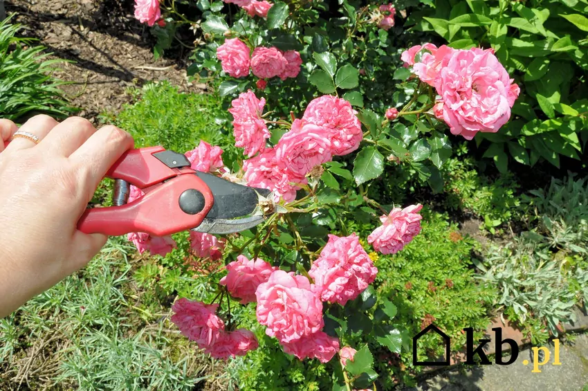 Do zabiegów pielęgnacyjnych należy usuwanie zwiędłych kwiatów Przycinanie zwiędłych kwiatów pozwala różom na inwestowanie energii w nowe kwiaty