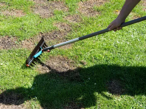 Jak odświeżyć trawnik po zimie?