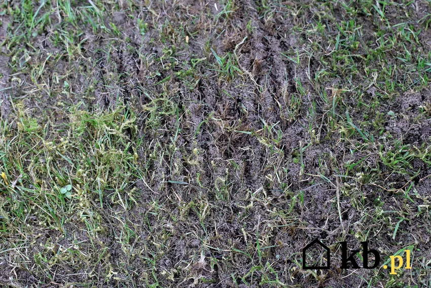 Przecinanie darniny umożliwia lepszy dostęp powietrza i wody do korzeni trawy